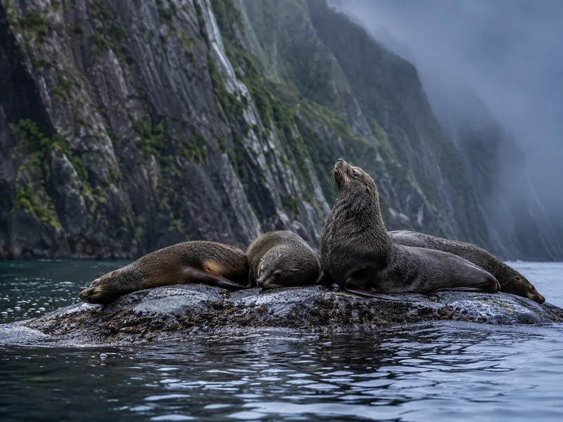 Fur seals on Seal Rock during cruise